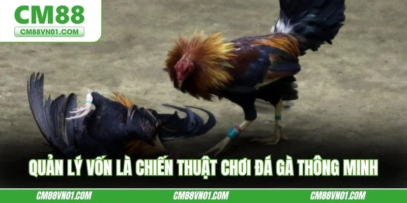 Quản lý vốn là chiến thuật chơi đá gà thông minh