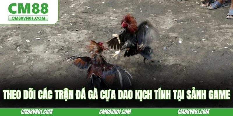 Theo dõi các trận đá gà cựa dao kịch tính tại sảnh game